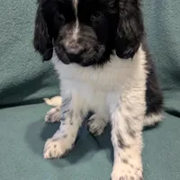 Gracie, a female Newfoundland for sale in Cleveland, OH – Photo 5 of 10