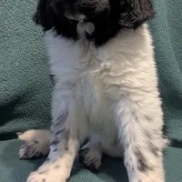 Gracie, a female Newfoundland for sale in Cleveland, OH – Photo 8 of 10