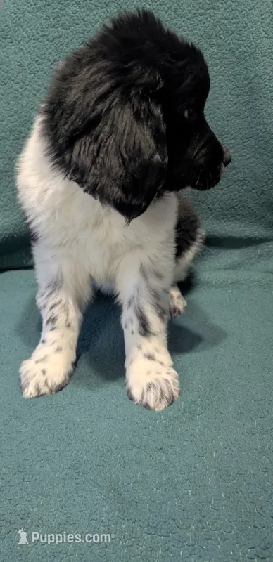Gracie – Newfoundland puppy for sale in Cleveland, OH
