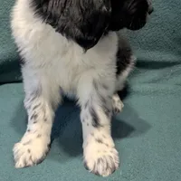 Gracie, a female Newfoundland for sale in Cleveland, OH – Photo 3 of 10