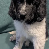 Gracie, a female Newfoundland for sale in Cleveland, OH – Photo 2 of 10