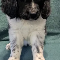 Gracie, a female Newfoundland for sale in Cleveland, OH – Photo 6 of 10