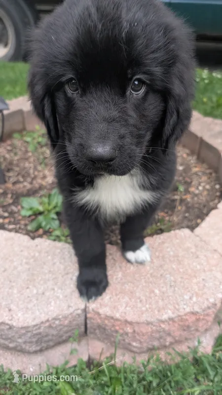 Elias – Newfoundland puppy for sale in Cleveland, OH