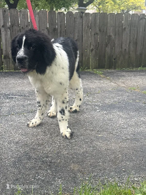 Johnny  – Newfoundland puppy for sale in Cleveland, OH