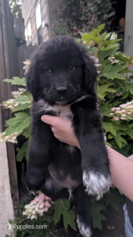 Forrest – Newfoundland puppy for sale in Cleveland, OH