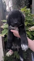 Forrest, a male Newfoundland for sale in Cleveland, OH – 4 of 8