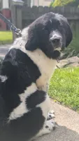 Johnny , a male Newfoundland for sale in Cleveland, OH – 3 of 3