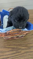Puppertin, a male Newfoundland for sale in Cleveland, OH – 5 of 5