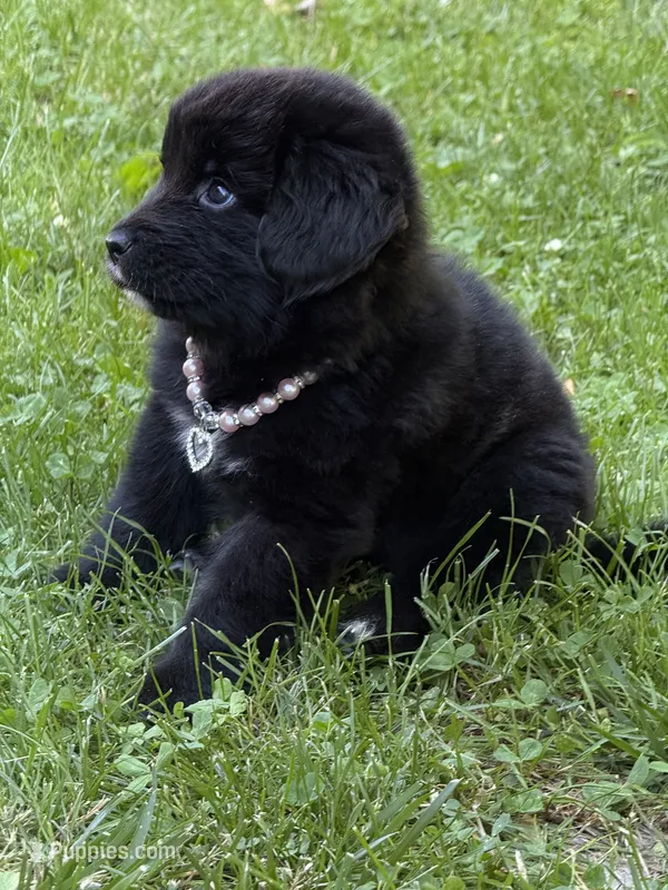 Ruby – Newfoundland puppy for sale in Cleveland, OH