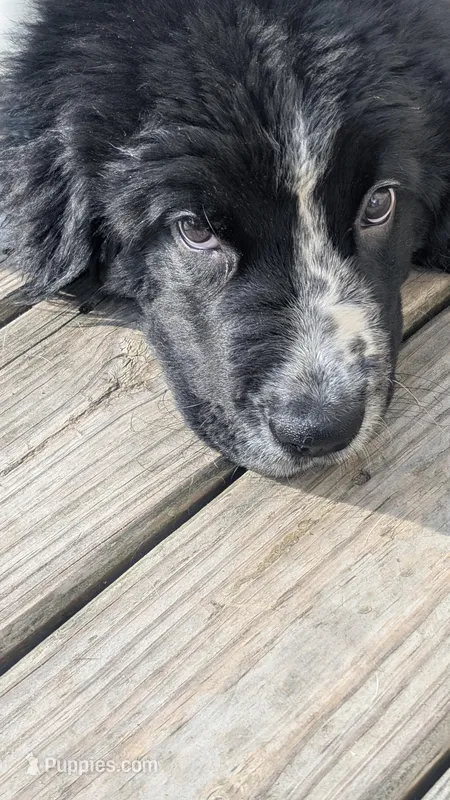 Sophie – Newfoundland puppy for sale in Cleveland, OH
