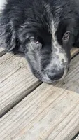 Sophie, a female Newfoundland for sale in Cleveland, OH – Photo 2 of 3