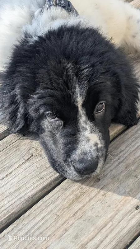 Sophie – Newfoundland puppy for sale in Cleveland, OH