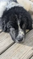 Sophie, a female Newfoundland for sale in Cleveland, OH – Photo 1 of 3