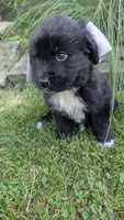 Elias, a male Newfoundland for sale in Cleveland, OH – 8 of 10