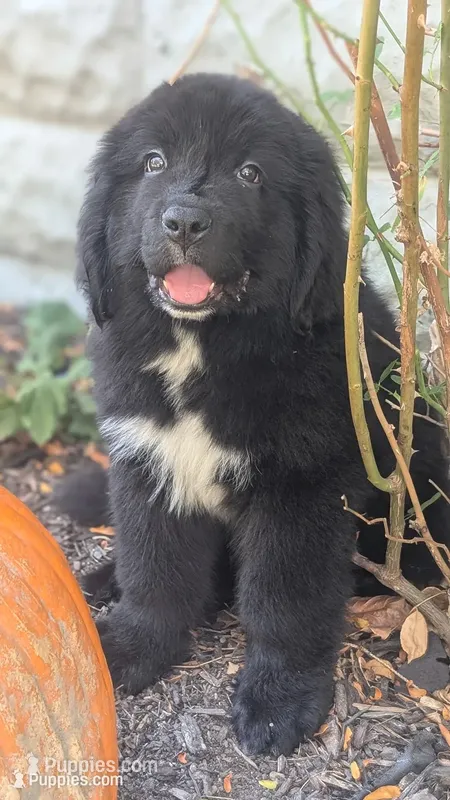 Arthur – Newfoundland puppy for sale in Cleveland, OH