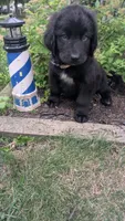 Sammy, a male Newfoundland for sale in Cleveland, OH – 6 of 9