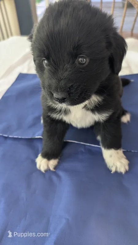 Francesca – Newfoundland puppy for sale in Cleveland, OH