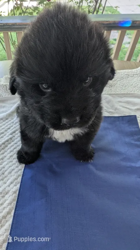 Forrest – Newfoundland puppy for sale in Cleveland, OH