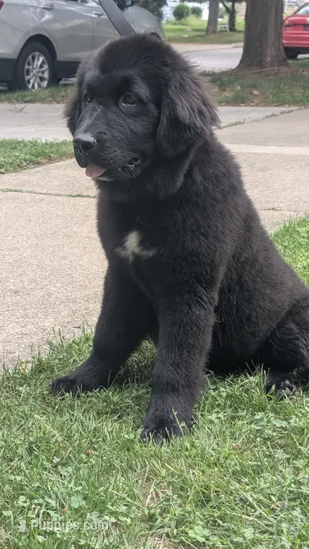 Ruby – Newfoundland puppy for sale in Cleveland, OH