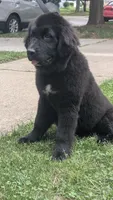 Ruby, a female Newfoundland for sale in Cleveland, OH – 3 of 6