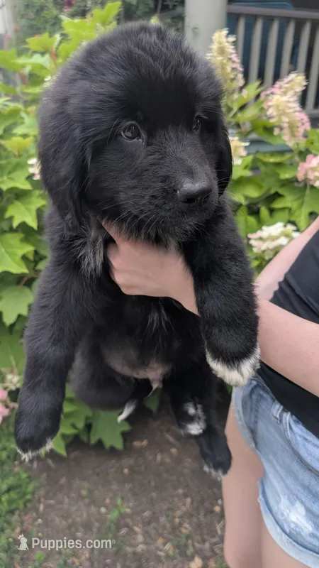 Elias – Newfoundland puppy for sale in Cleveland, OH