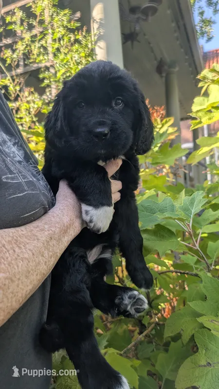 Avia – Newfoundland puppy for sale in Cleveland, OH