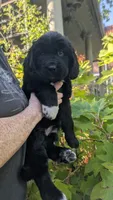 Avia, a female Newfoundland for sale in Cleveland, OH – 2 of 4
