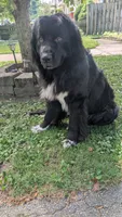 Luna, a female Newfoundland for sale in Cleveland, OH – 6 of 6