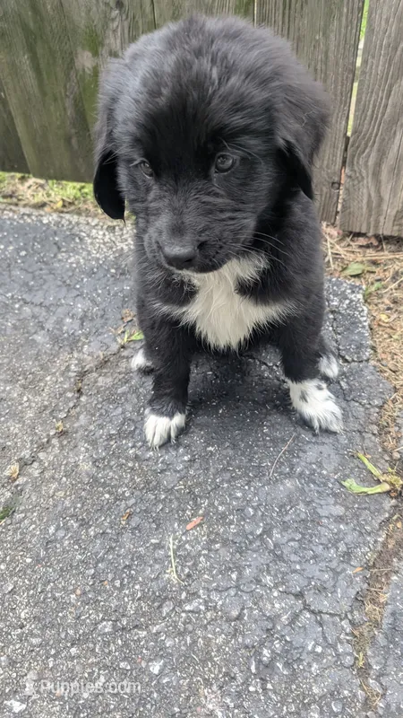 Francesca – Newfoundland puppy for sale in Cleveland, OH
