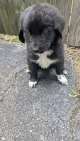 Francesca, a female Newfoundland for sale in Cleveland, OH – 4 of 6