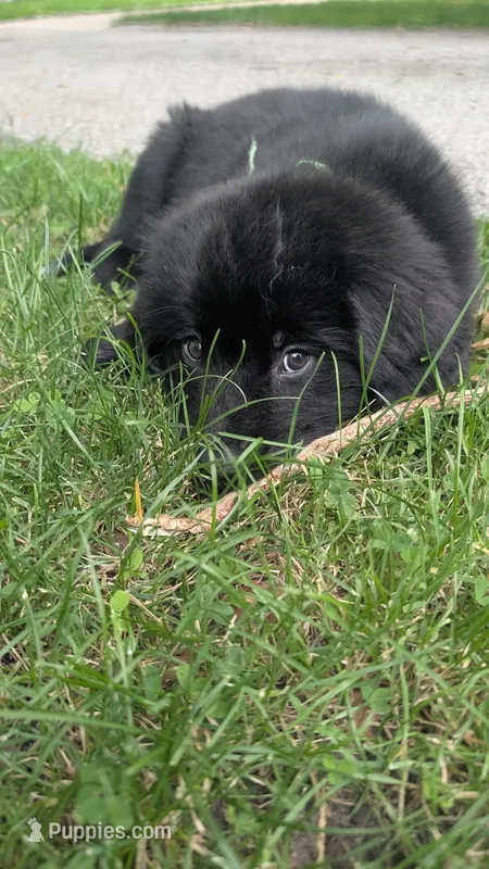 Elias – Newfoundland puppy for sale in Cleveland, OH