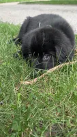 Elias, a male Newfoundland for sale in Cleveland, OH – 3 of 6