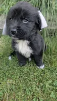 Elias, a male Newfoundland for sale in Cleveland, OH – 5 of 10