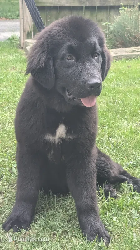 Ruby – Newfoundland puppy for sale in Cleveland, OH