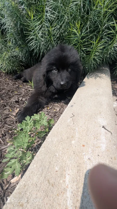 Puppertin – Newfoundland puppy for sale in Cleveland, OH