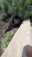 Puppertin, a male Newfoundland for sale in Cleveland, OH – 4 of 10