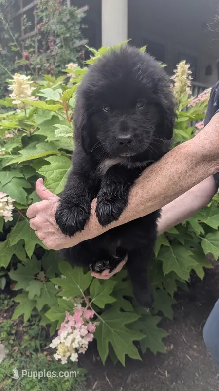 Puppertin – Newfoundland puppy for sale in Cleveland, OH