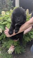Puppertin, a male Newfoundland for sale in Cleveland, OH – 4 of 8