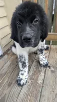 Charlie, a male Newfoundland for sale in Cleveland, OH – Photo 4 of 4
