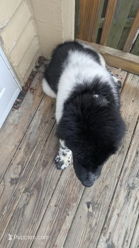 Charlie – Newfoundland puppy for sale in Cleveland, OH