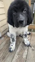 Charlie, a male Newfoundland for sale in Cleveland, OH – Photo 2 of 4