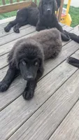 Puppertin, a male Newfoundland for sale in Cleveland, OH – 6 of 10