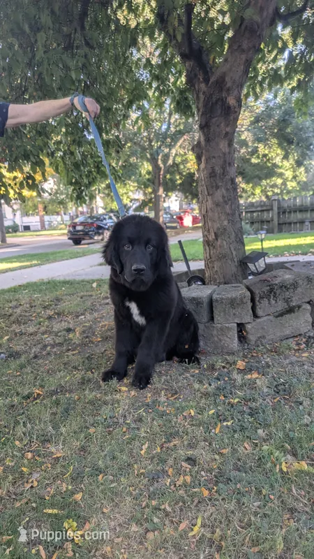 Saul – Newfoundland puppy for sale in Cleveland, OH