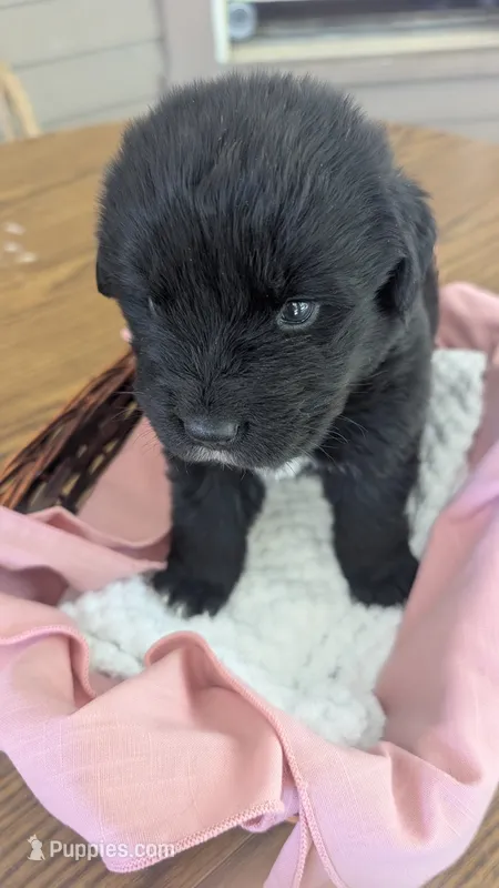 Ruby – Newfoundland puppy for sale in Cleveland, OH