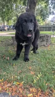 Luna, a female Newfoundland for sale in Cleveland, OH – 6 of 8