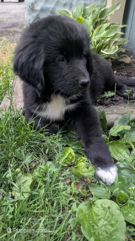 George – Newfoundland puppy for sale in Cleveland, OH