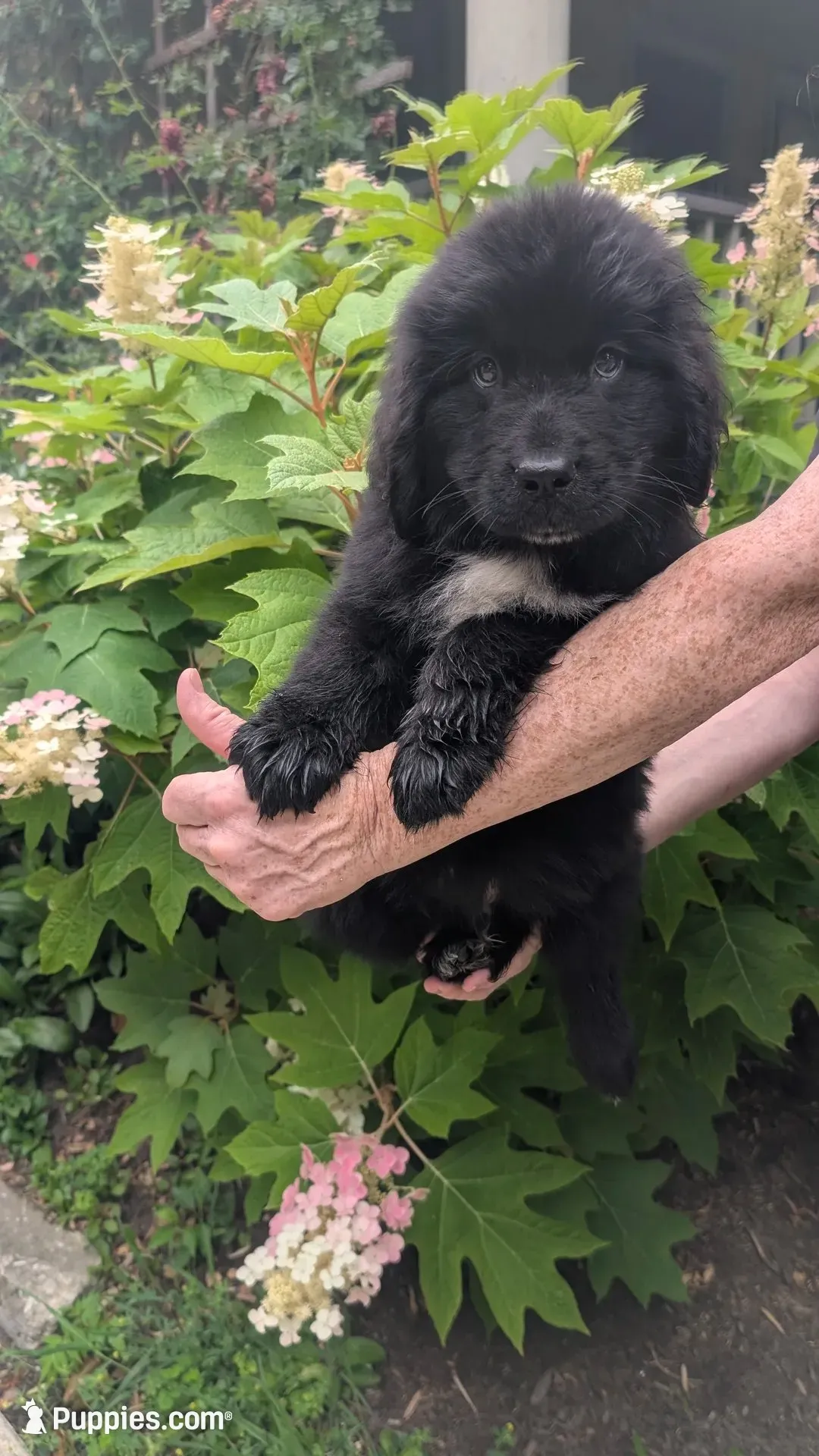 Puppertin, a male Newfoundland for sale in Cleveland, OH – 1 of 10