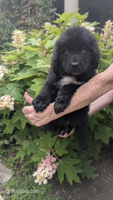 Puppertin – Newfoundland puppy for sale in Cleveland, OH