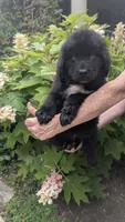 Puppertin, a male Newfoundland for sale in Cleveland, OH – 3 of 8
