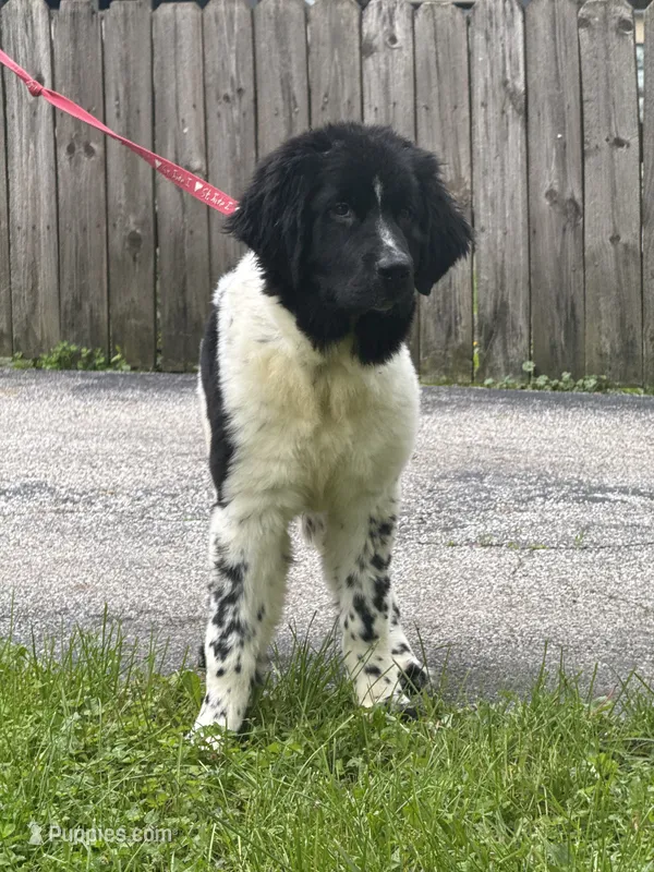 Sophie  – Newfoundland puppy for sale in Cleveland, OH